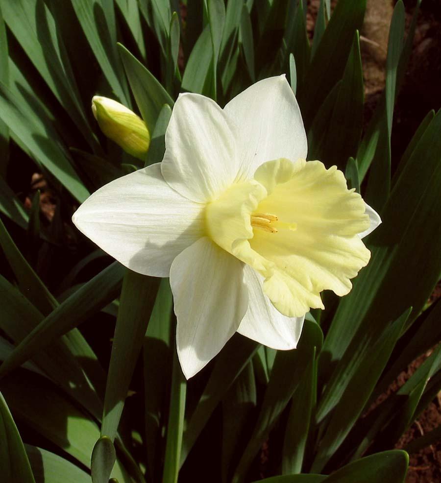 Photo of Daffodils (Narcissus) uploaded by eclayne