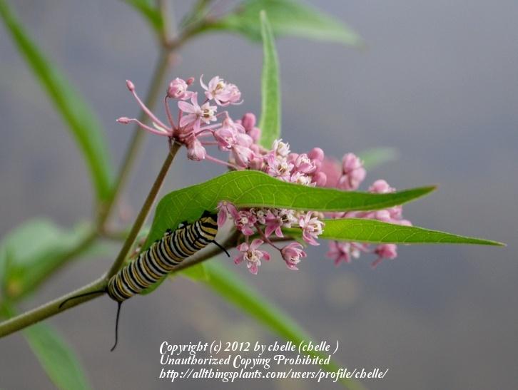 Photo of Swamp Milkweed (Asclepias incarnata) uploaded by chelle
