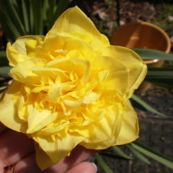 Location: Middle Tennessee
Date: 2011-04-01
double daffodil