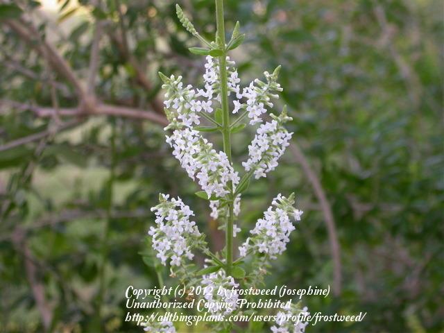 Photo of Whitebrush (Aloysia gratissima) uploaded by frostweed