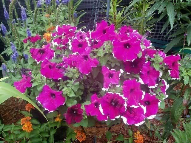 Photo of Petunias (Petunia) uploaded by Joy