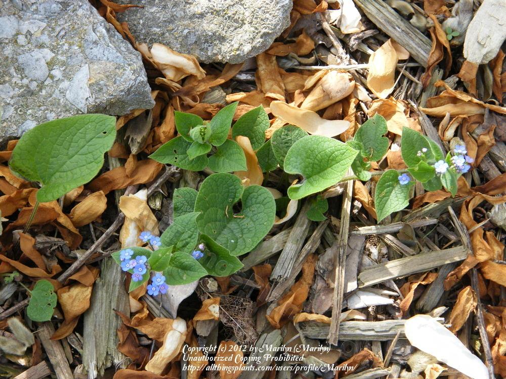 Photo of Siberian Bugloss (Brunnera macrophylla) uploaded by Marilyn
