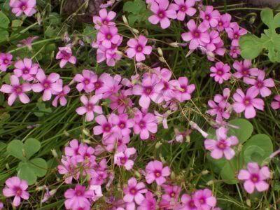 Photo of Pink Wood Sorrel (Oxalis articulata subsp. articulata) uploaded by Joy