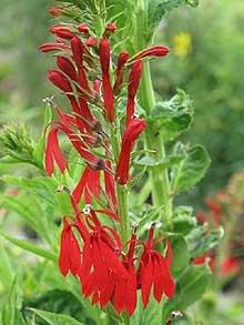 Photo of Cardinal Flower (Lobelia cardinalis) uploaded by SongofJoy