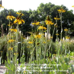 Location: Fort Worth Botanic Gardens
Date: Summer 2010
A lovely group of plants.