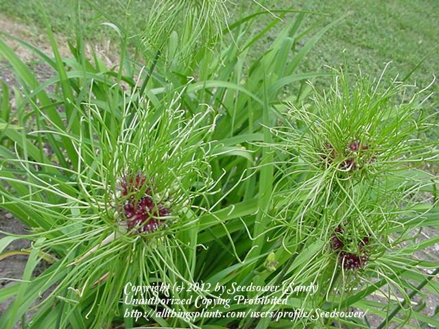 Photo of Allium vineale 'Hair' uploaded by Seedsower