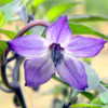 Naga Jolokia Purple flower