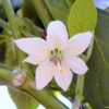 Jalapeño Ixtapa flower