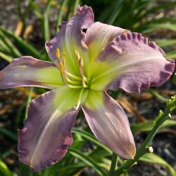 
Date: 2008-07-29
Photo courtesy of Thoroughbred Daylilies  Used with Permission