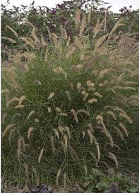 Photo of Oriental Fountain Grass (Cenchrus orientalis 'Karley Rose') uploaded by vic