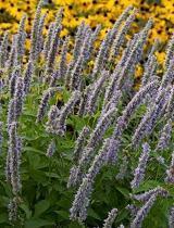 Photo of Anise Hyssop (Agastache 'Blue Fortune') uploaded by vic