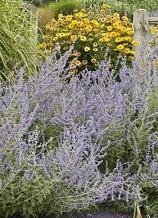 Photo of Russian Sage (Salvia yangii) uploaded by vic