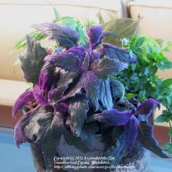 
Date: 2012-01-29 
Purple Passion Plant in Dish Garden