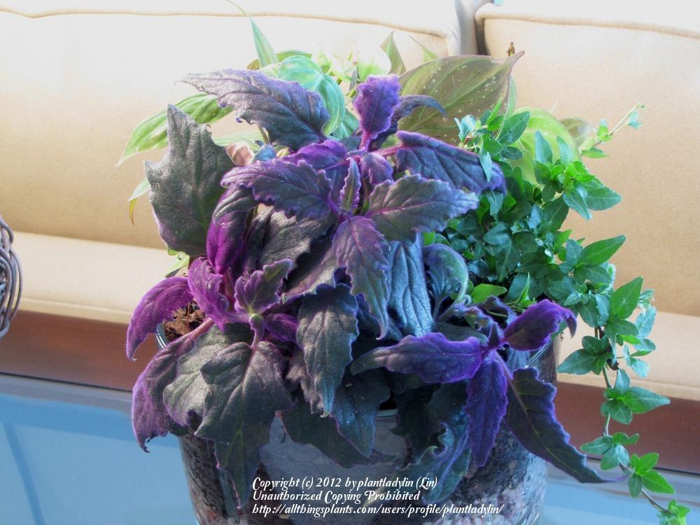 Photo of Purple Velvet Plant (Gynura aurantiaca 'Purple Passion') uploaded by plantladylin