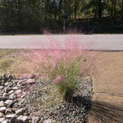 Location: Our Driveway, Hot Springs Village, AR
Date: 2007-10-19