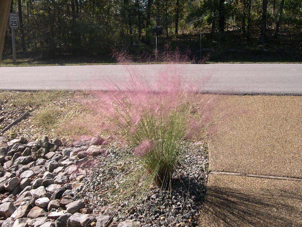Photo of Pink Muhly Grass (Muhlenbergia capillaris) uploaded by rocklady