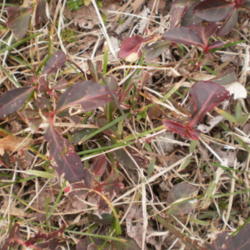 Location: Tennessee
Date: 2012-01-29
beginning to emerge and spread in the yard