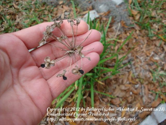 Photo of Garlic Chives (Allium tuberosum) uploaded by flaflwrgrl