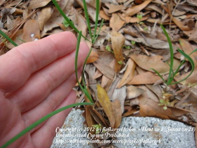 Photo of Garlic Chives (Allium tuberosum) uploaded by flaflwrgrl
