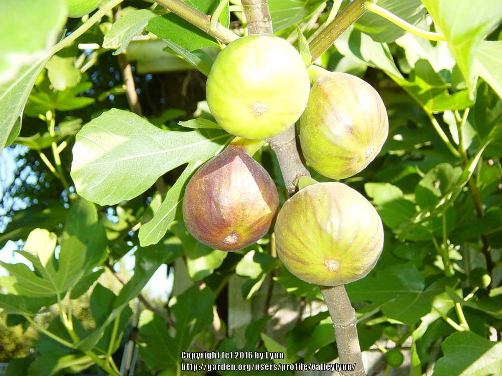Photo of Common Fig (Ficus carica 'Brown Turkey') uploaded by valleylynn