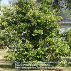 Location: zone 8/9 Lake City, Fl.
Date: 2012-02-11
orange tree - young