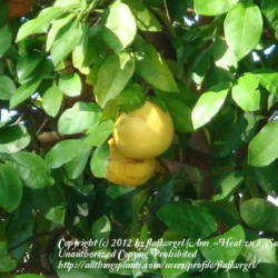 Location: zone 8/9 Lake City, Fl.
Date: 2012-02-11
yellow grapefruit