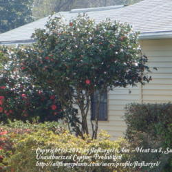 Location: zone 8/9 Lake City, Fl.
Date: 2012-02-11
Camellias & azalea