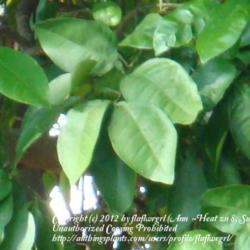Location: zone 8/9 Lake City, Fl.
Date: 2012-02-11
grapefruit leaves