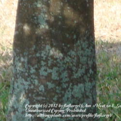 Location: zone 8/9 Lake City, Fl.
Date: 2012-02-11
trunk of grapefruit tree