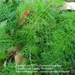 Location: My yard in Arlington, Texas.
Date: Winter 2012
The lovely ferny foliage.