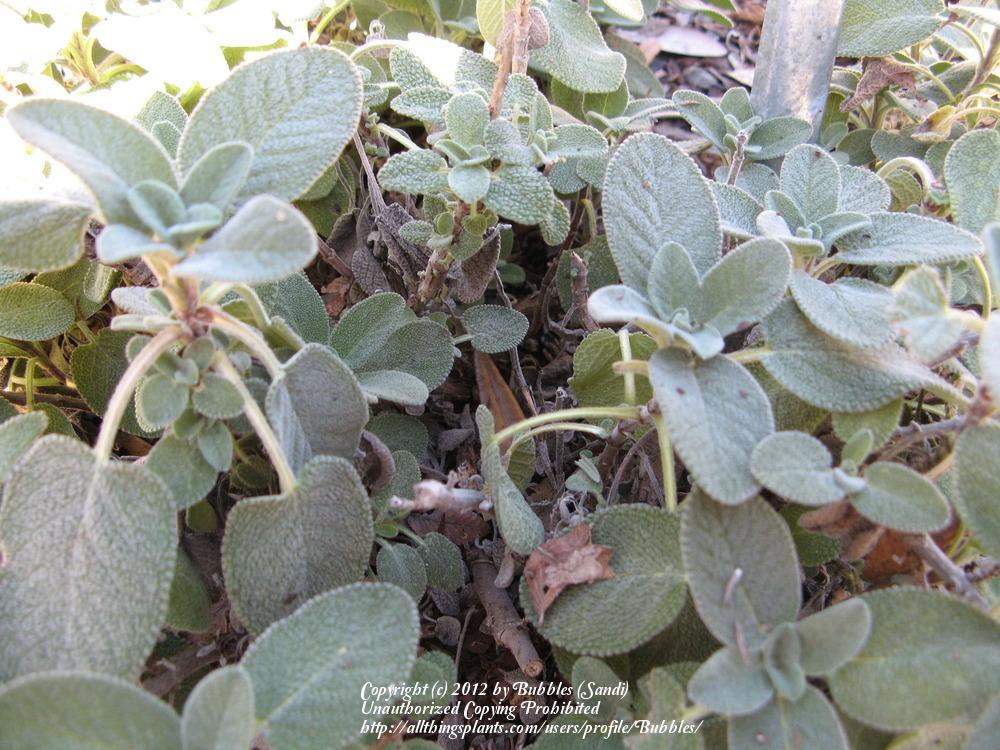 Culinary Sages Plant Care and Collection of Varieties