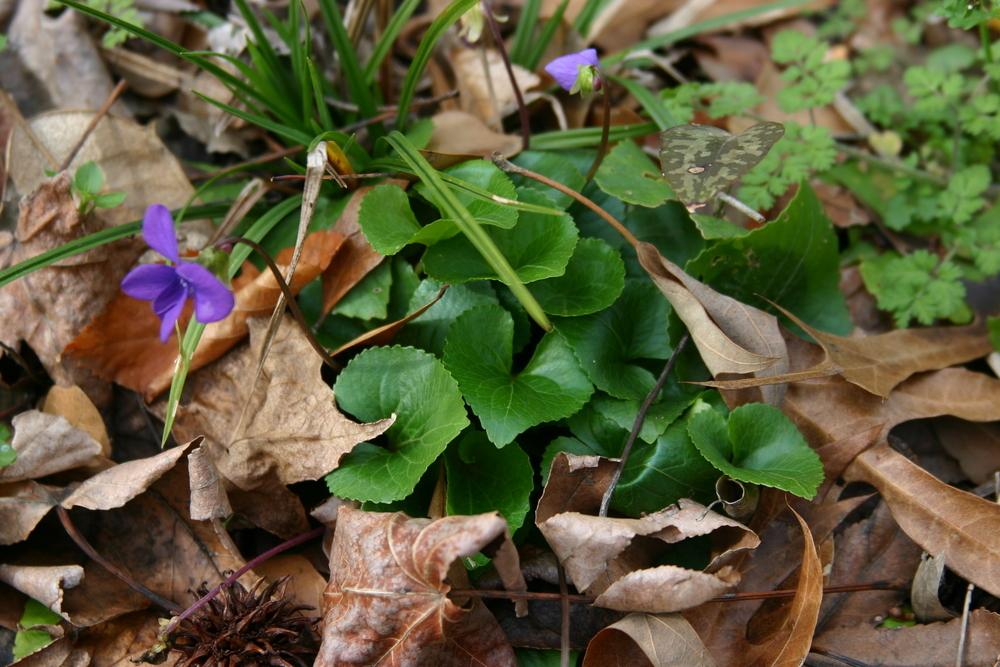 Photo of Sweet Violet (Viola odorata) uploaded by dave