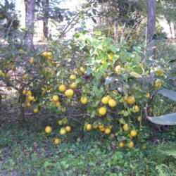 Location: Our Yard DeLand, FL
Date: 2007-12-21
Meyer Lemon