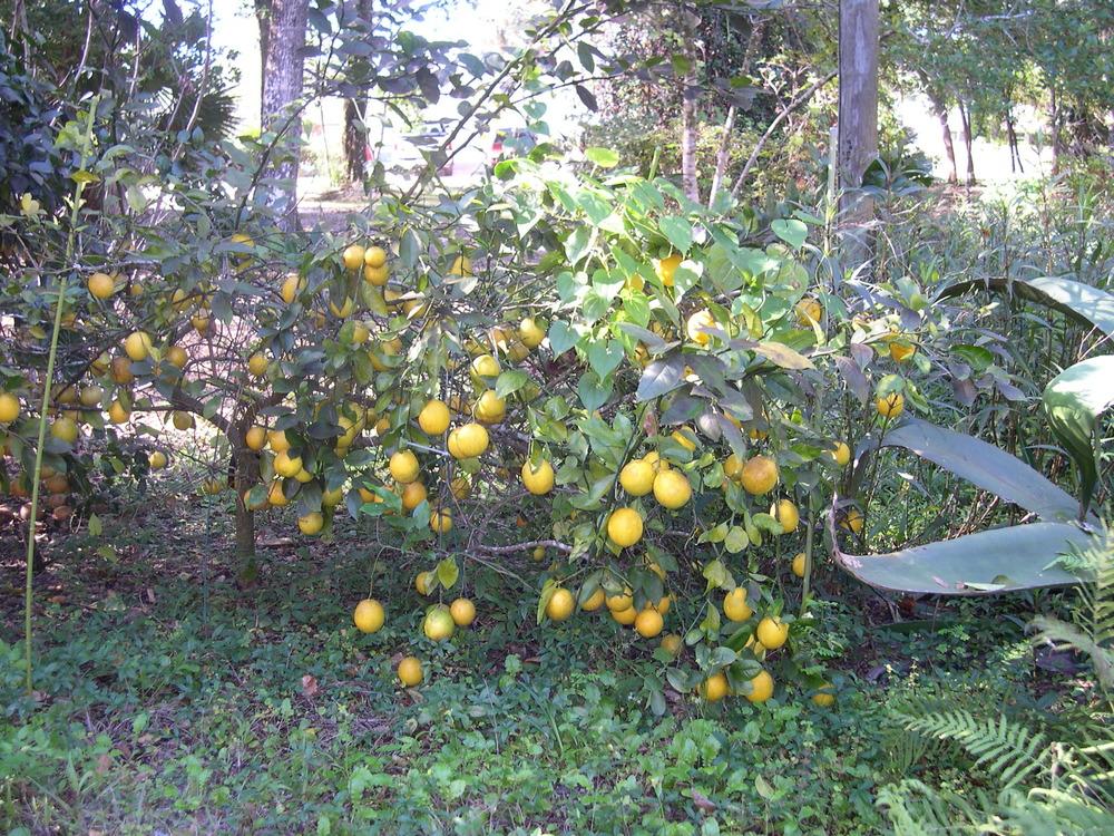 Photo of Lemon (Citrus x limon) uploaded by rocklady