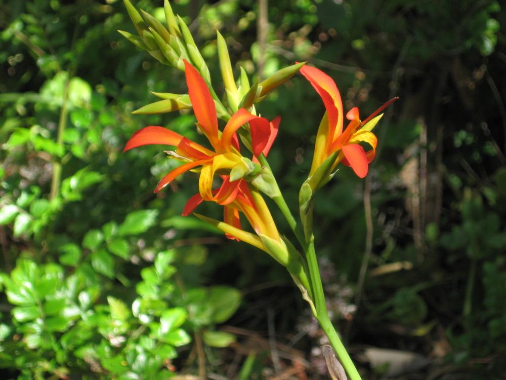 Photo of Cannas (Canna) uploaded by wcgypsy