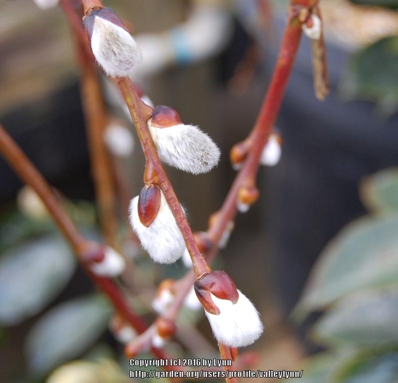 Photo of Weeping Pussywillow (Salix caprea 'Pendula') uploaded by valleylynn