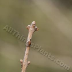 Location: Dawes Arboretum, Newark Ohio, USA
Date: 2012-02-22 
closeup of leaf buds