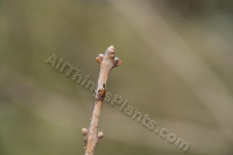 Photo of Fringe Tree (Chionanthus virginicus) uploaded by daylily