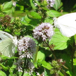 Location: central Illinois
Date: 2010-09-08
Cabbage Whites in mint