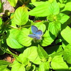 Location: central Illinois
Date: 2011-08-14
Hairstreak in mint