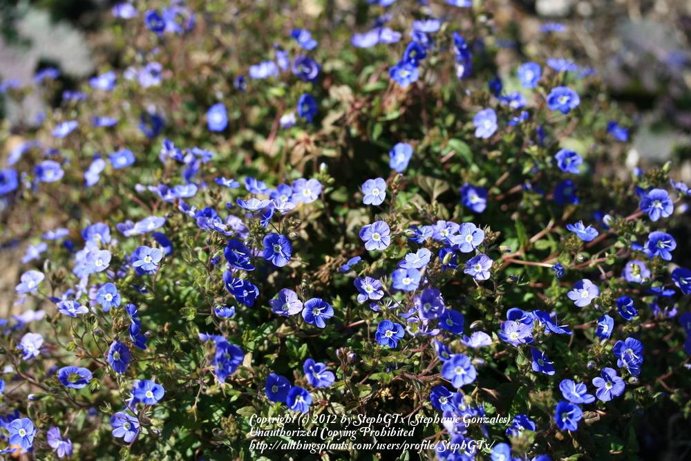 Veronicas Plant Care and Collection of Varieties