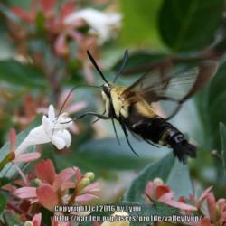 Location: Rock Hill, SC.
Photo by Lonnie Huffman, with Snowberry Clearwing (Hemaris diffin