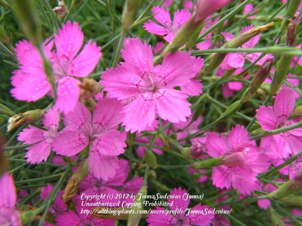 Photo of Maiden Pink (Dianthus deltoides) uploaded by JonnaSudenius