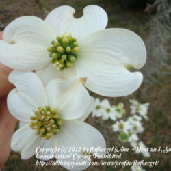 Location: zone 8/9 Lake City, Fl.
Date: 2012-02-28
fragrant too