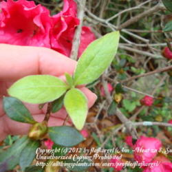 Location: zone 8/9 Lake City, Fl.
Date: 2012-02-28
azalea leaves both old & springtime new