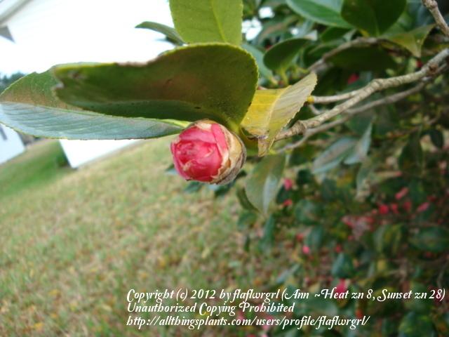 Photo of Camellias (Camellia) uploaded by flaflwrgrl