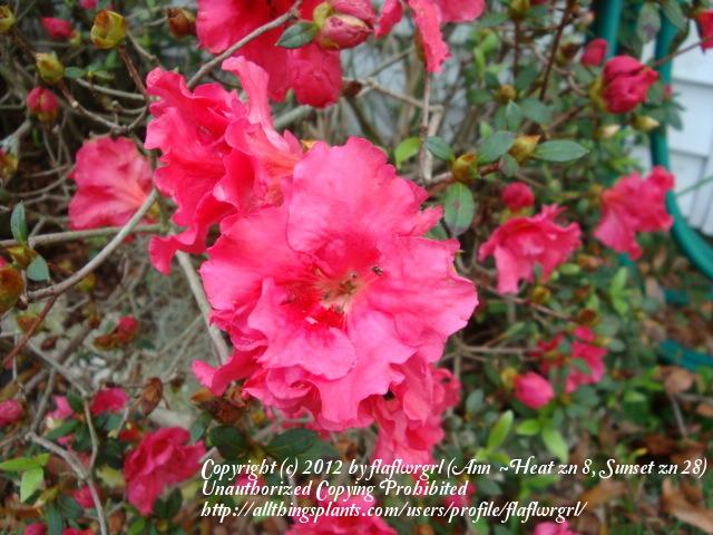 Photo of Rhododendrons (Rhododendron) uploaded by flaflwrgrl