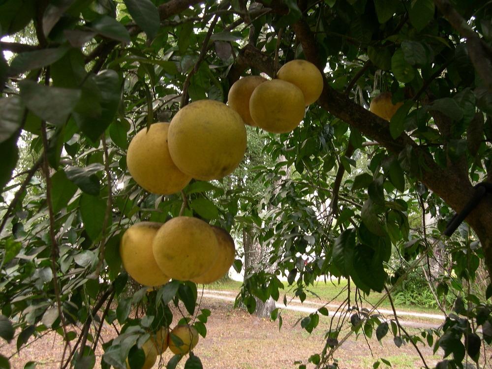 Photo of Grapefruit (Citrus x aurantium) uploaded by rocklady