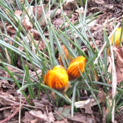 Location: Sun
Date: 2012-03-06
Early Spring