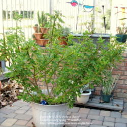 Location: At our garden - Central Valley area, CA
Date: 2012-03-04
Our dwarf schefflera after 5 Years!